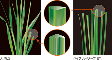 天然芝に学んだ「Delta構造」